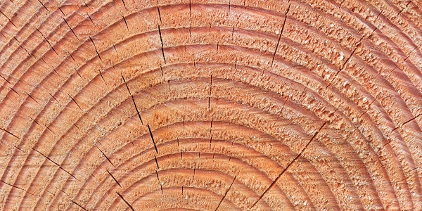 自然素材の家で使用される木の種類